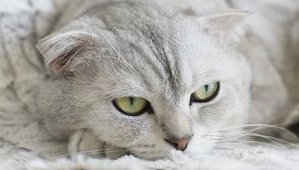 官方更新说明来了——揭秘麻豆影视|结论有点意外